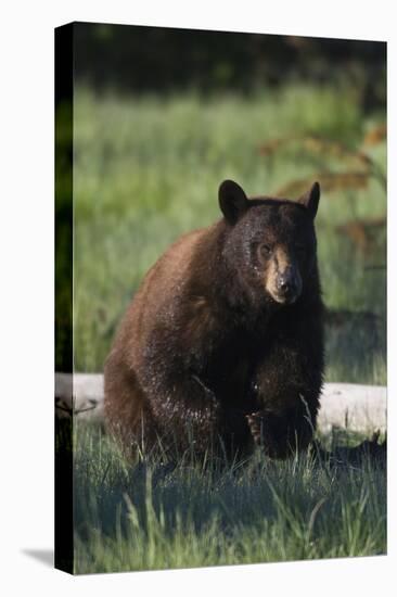 Black Bear Boar, Brown Color Phase-Ken Archer-Premier Image Canvas