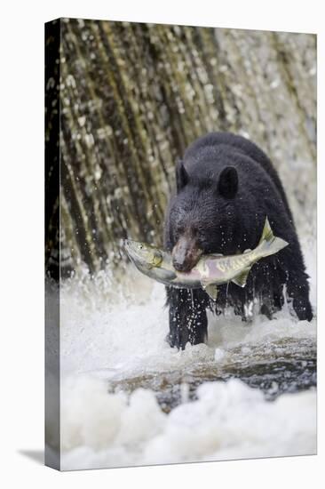 Black Bear Catching Spawning Salmon in Alaska-null-Premier Image Canvas