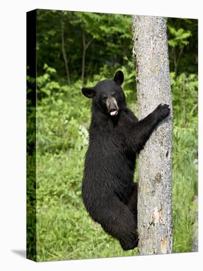 Black Bear Climbing a Tree, in Captivity, Sandstone, Minnesota, USA-James Hager-Premier Image Canvas