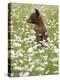 Black Bear Cub Among Oxeye Daisy, in Captivity, Sandstone, Minnesota, USA-James Hager-Premier Image Canvas