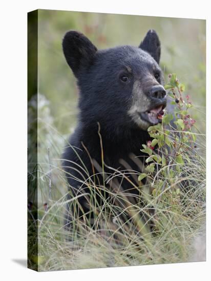 Black Bear Cub Eating Saskatoon Berries, Waterton Lakes National Park, Alberta-James Hager-Premier Image Canvas