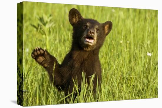 Black Bear Cub in Green Grass-W^ Perry Conway-Premier Image Canvas