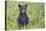 Black bear cub in spring.-Richard Wright-Premier Image Canvas