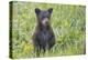 Black bear cub in spring.-Richard Wright-Premier Image Canvas