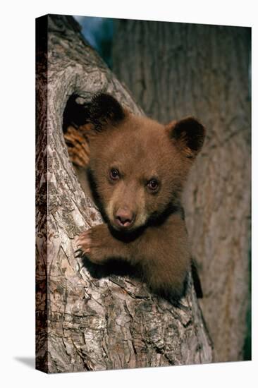 Black Bear Cub in Tree-W^ Perry Conway-Premier Image Canvas