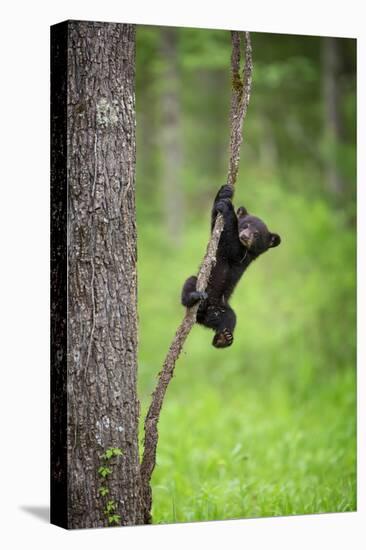 Black Bear Cub Playing on Tree Limb, Tennessee-Don Grall-Stretched Canvas