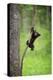 Black Bear Cub Playing on Tree Limb, Tennessee-Don Grall-Stretched Canvas