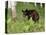 Black Bear Cub (Ursus Americanus), in Captivity, Sandstone, Minnesota, USA-James Hager-Premier Image Canvas