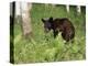 Black Bear Cub (Ursus Americanus), in Captivity, Sandstone, Minnesota, USA-James Hager-Premier Image Canvas