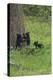 Black Bear Cubs-Galloimages Online-Premier Image Canvas