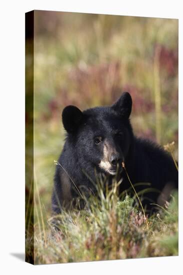 Black Bear, Early Autumn-Ken Archer-Premier Image Canvas