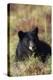 Black Bear, Early Autumn-Ken Archer-Premier Image Canvas