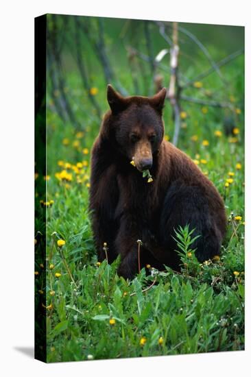 Black Bear Eating Dandelions in Meadow-Paul Souders-Premier Image Canvas