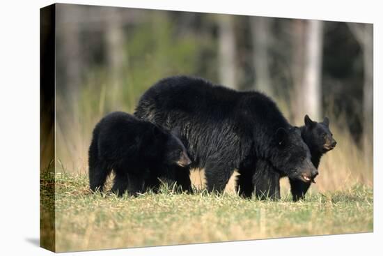 Black Bear Female with Cubs Two, Great Smoky Mountains National Park, Tennessee-Richard and Susan Day-Premier Image Canvas