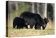 Black Bear Female with Cubs Two, Great Smoky Mountains National Park, Tennessee-Richard and Susan Day-Premier Image Canvas