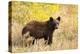 Black Bear, Glacier National Park-Jason Savage-Stretched Canvas