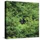 Black Bear Hiding in Forest-DLILLC-Premier Image Canvas