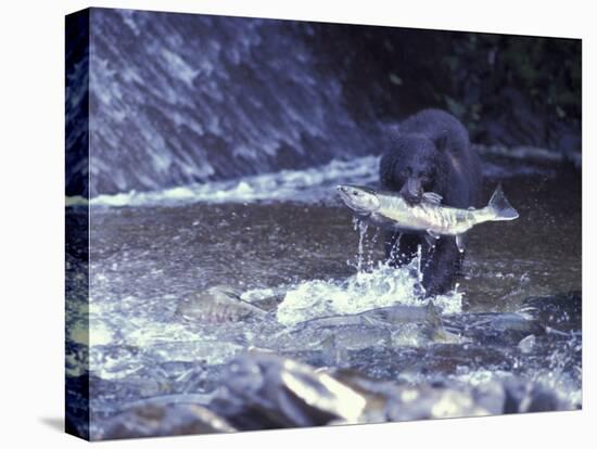 Black Bear Holds Chum Salmon, near Ketchikan, Alaska, USA-Howie Garber-Premier Image Canvas