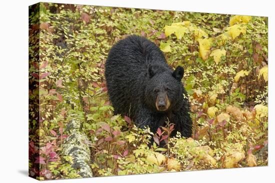 Black Bear in autumn foliage, Yellowstone National Park, Montana, Wyoming-Adam Jones-Premier Image Canvas