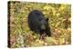 Black Bear in autumn foliage, Yellowstone National Park, Montana, Wyoming-Adam Jones-Premier Image Canvas