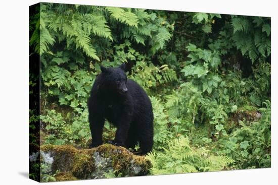 Black Bear in Forest-DLILLC-Premier Image Canvas