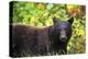 Black Bear in Meadow-Jason Savage-Stretched Canvas