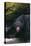 Black Bear in Stream-DLILLC-Premier Image Canvas