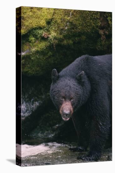 Black Bear in Stream-DLILLC-Premier Image Canvas