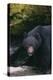 Black Bear in Stream-DLILLC-Premier Image Canvas