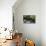 Black Bear in Stream-DLILLC-Premier Image Canvas displayed on a wall