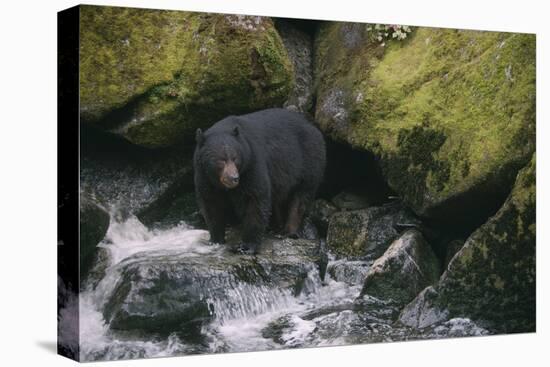 Black Bear in Stream-DLILLC-Premier Image Canvas