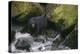 Black Bear in Stream-DLILLC-Premier Image Canvas