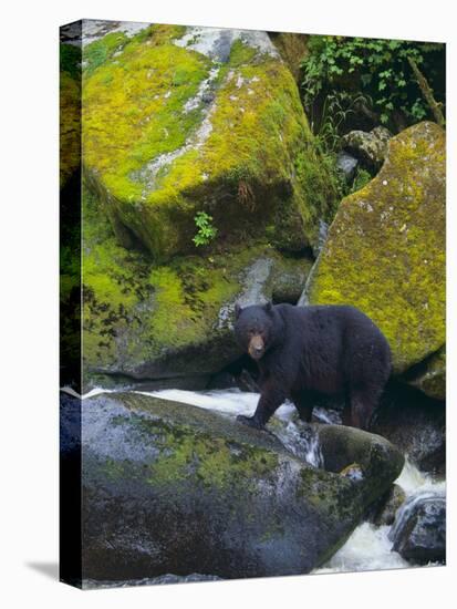 Black Bear in Stream-DLILLC-Premier Image Canvas