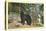 Black Bear in the Wild-null-Stretched Canvas