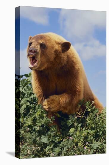 Black Bear Leaning over Hedge-DLILLC-Premier Image Canvas