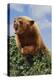 Black Bear Leaning over Hedge-DLILLC-Premier Image Canvas