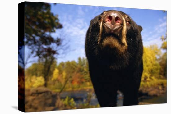 Black Bear Nosing Around-W. Perry Conway-Premier Image Canvas