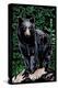 Black Bear - Scratchboard-Lantern Press-Stretched Canvas