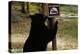 Black Bear Scratching Post-W^ Perry Conway-Premier Image Canvas