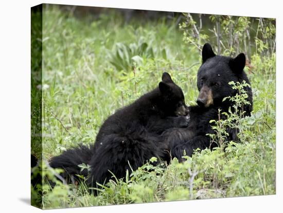 Black Bear Sow Nursing a Spring Cub, Yellowstone National Park, Wyoming, USA-James Hager-Premier Image Canvas