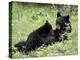 Black Bear Sow Nursing a Spring Cub, Yellowstone National Park, Wyoming, USA-James Hager-Premier Image Canvas