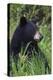 Black bear, spring rain-Ken Archer-Premier Image Canvas