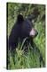 Black bear, spring rain-Ken Archer-Premier Image Canvas