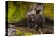 Black Bear Standing on Boulders, Tongass National Forest Alaska, USA-Jaynes Gallery-Premier Image Canvas