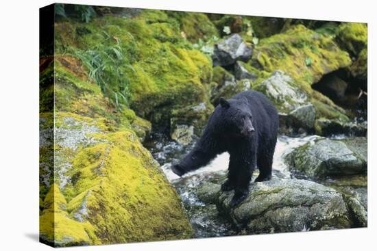 Black Bear Standing on Rocks-DLILLC-Premier Image Canvas