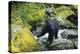 Black Bear Standing on Rocks-DLILLC-Premier Image Canvas