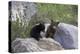 Black Bear Two Cubs Playing on Rocks-null-Premier Image Canvas