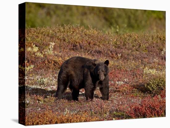 Black Bear (Ursus Americanus) Among Fall Color, Denali National Park and Preserve, Alaska-James Hager-Premier Image Canvas