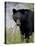 Black Bear (Ursus Americanus), Banff National Park, Alberta, Canada, North America-James Hager-Premier Image Canvas