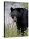Black Bear (Ursus Americanus), Banff National Park, Alberta, Canada, North America-James Hager-Premier Image Canvas